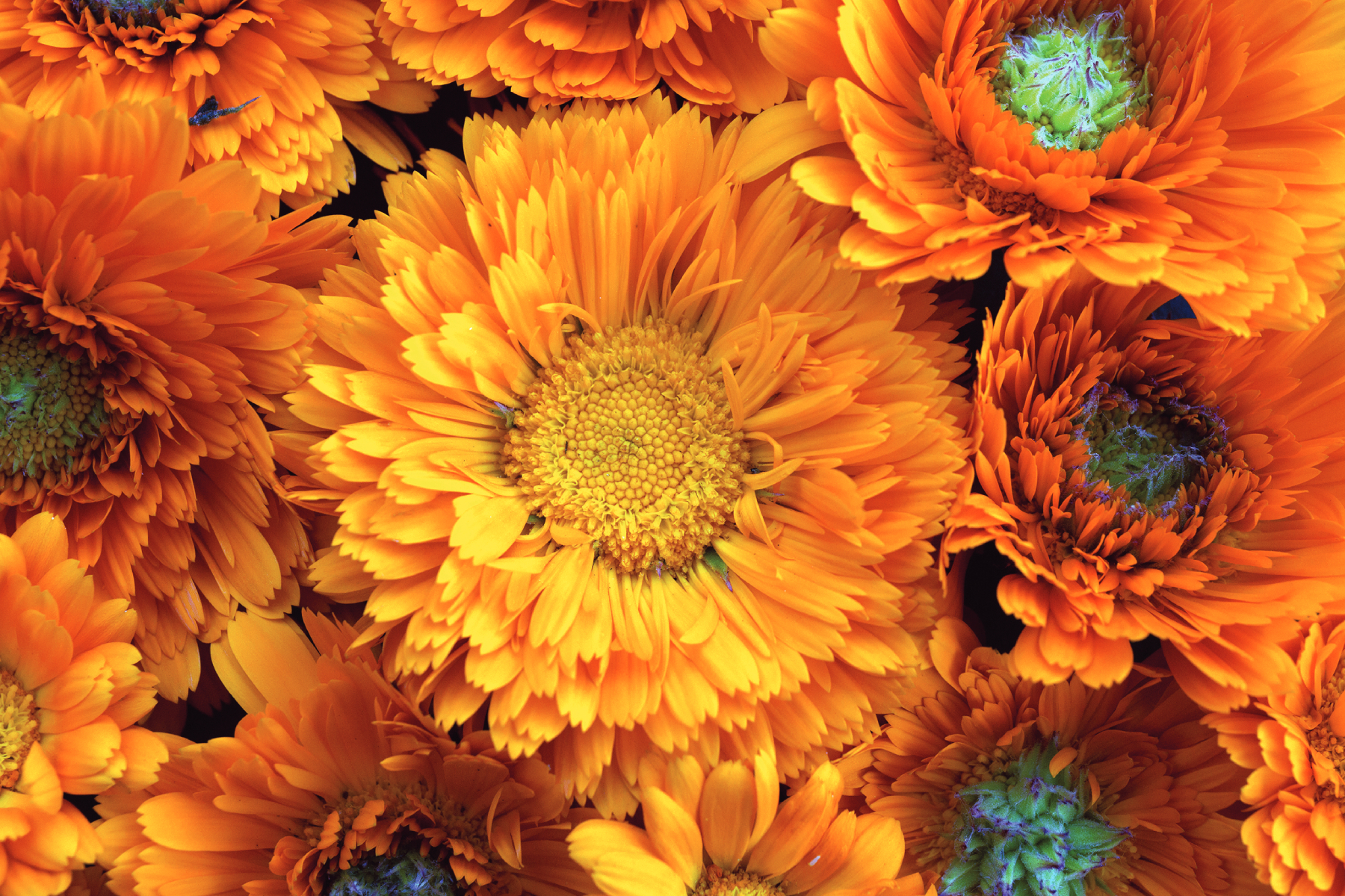 What is Calendula?  Mother Earth News